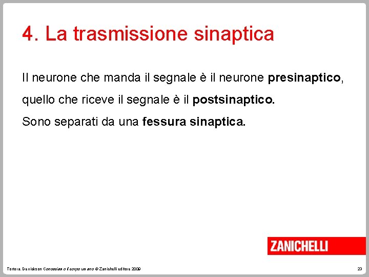 4. La trasmissione sinaptica Il neurone che manda il segnale è il neurone presinaptico,