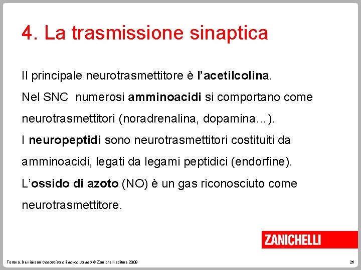 4. La trasmissione sinaptica Il principale neurotrasmettitore è l’acetilcolina. Nel SNC numerosi amminoacidi si