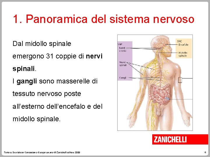 1. Panoramica del sistema nervoso Dal midollo spinale emergono 31 coppie di nervi spinali.