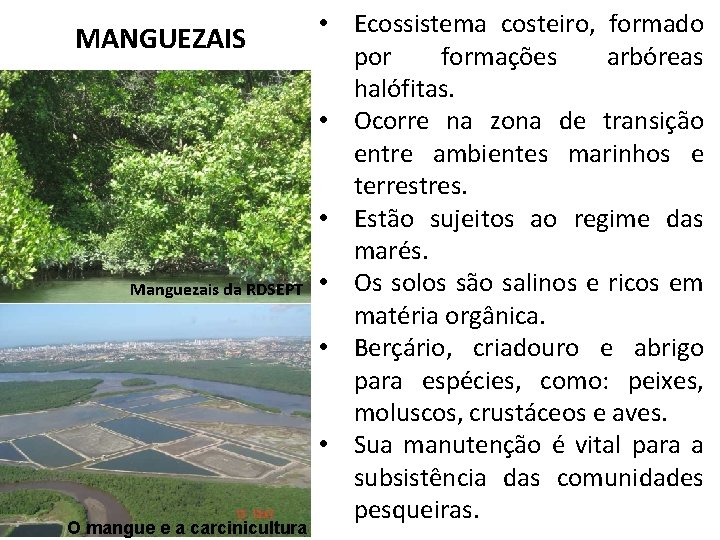 MANGUEZAIS Manguezais da RDSEPT O mangue e a carcinicultura • Ecossistema costeiro, formado por