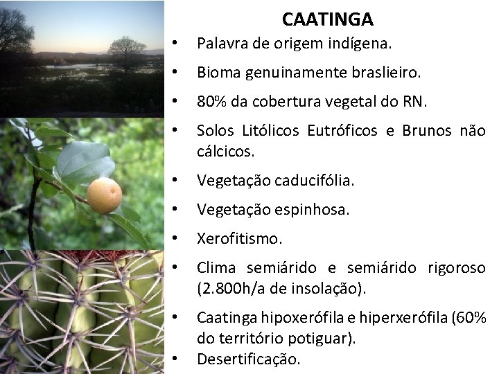 CAATINGA • Palavra de origem indígena. • Bioma genuinamente braslieiro. • 80% da cobertura