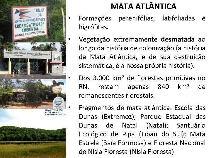 MATA ATL NTICA • Formações perenifólias, latifoliadas e higrófitas. • Vegetação extremamente desmatada ao