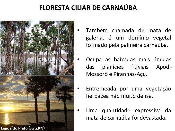 FLORESTA CILIAR DE CARNAÚBA • Também chamada de mata de galeria, é um domínio