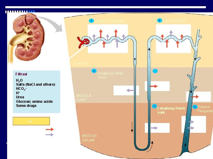 1 Tubulus Proksimal Na. Cl HCO 3 Tubulus Distal Nutrients H 2 O H+