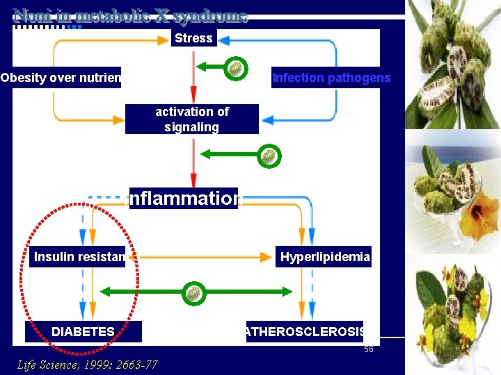 Stress Obesity over nutrients Infection pathogens activation of signaling Inflammation Insulin resistance DIABETES Hyperlipidemia