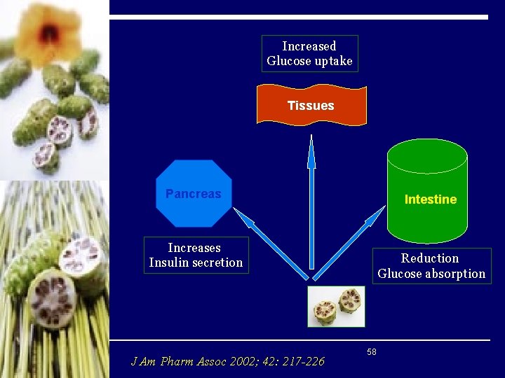 Increased Glucose uptake Tissues Pancreas Intestine Increases Insulin secretion J Am Pharm Assoc 2002;