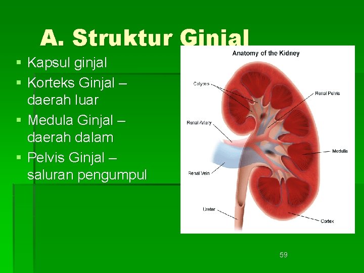 A. Struktur Ginjal § Kapsul ginjal § Korteks Ginjal – daerah luar § Medula