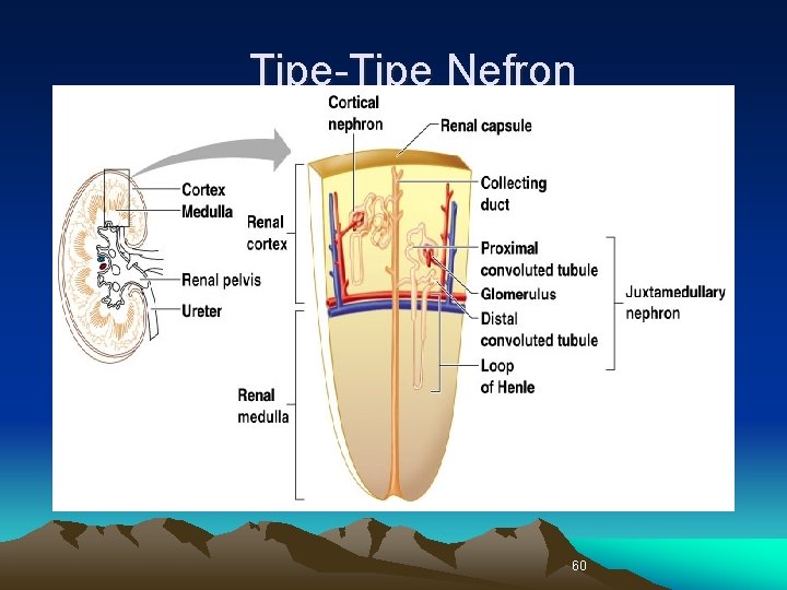 Tipe-Tipe Nefron 60 