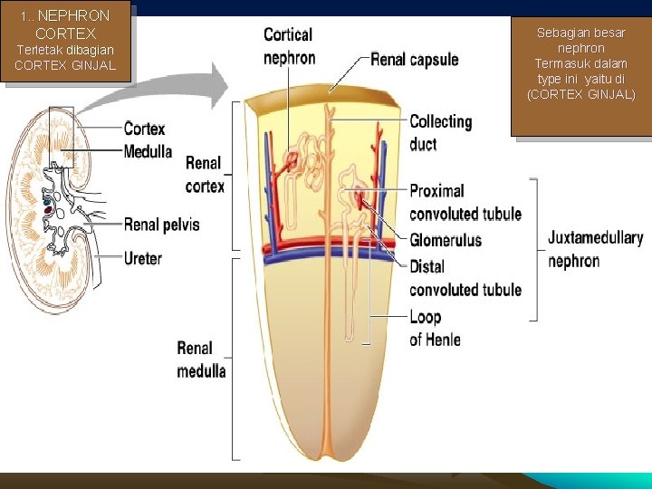 1. . NEPHRON CORTEX Sebagian besar nephron Termasuk dalam type ini yaitu di (CORTEX