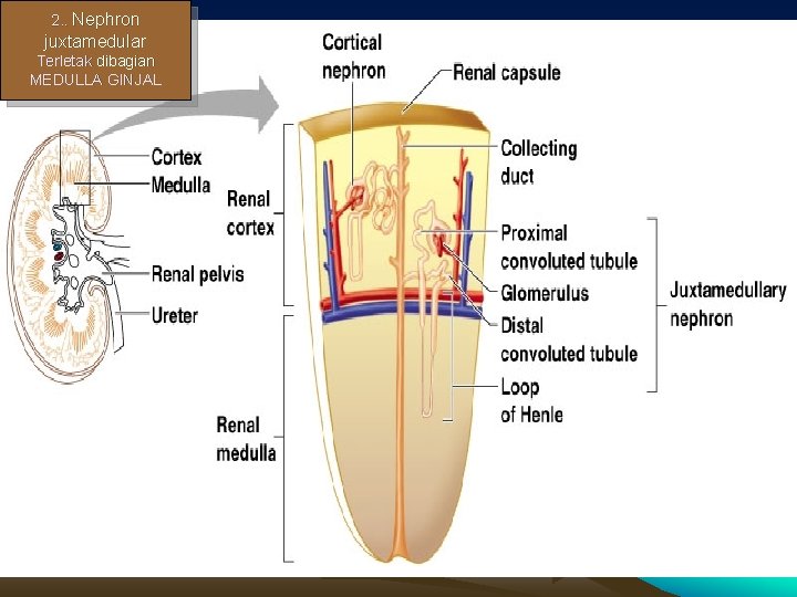 2. . Nephron juxtamedular Terletak dibagian MEDULLA GINJAL 62 