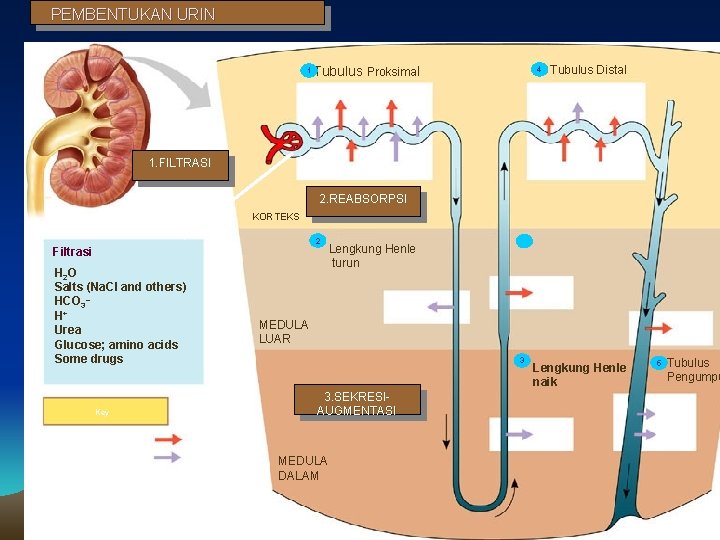 PEMBENTUKAN URIN 1 Tubulus Proksimal Na. Cl HCO 3 1. FILTRASI Tubulus Distal Nutrients