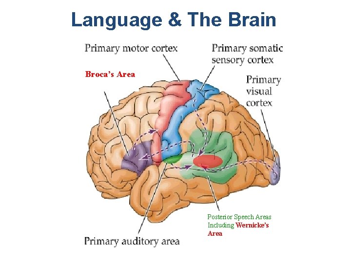 Language & The Brain Broca’s Area Posterior Speech Areas Including Wernicke’s Area 