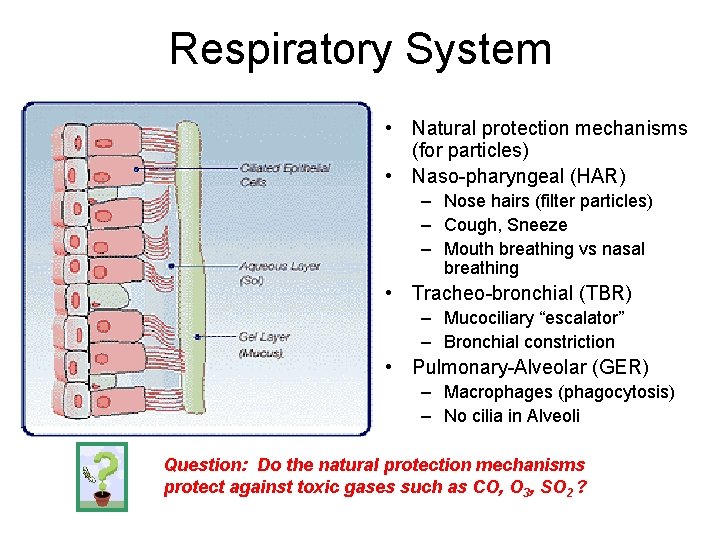 Respiratory System • Natural protection mechanisms (for particles) • Naso-pharyngeal (HAR) – Nose hairs