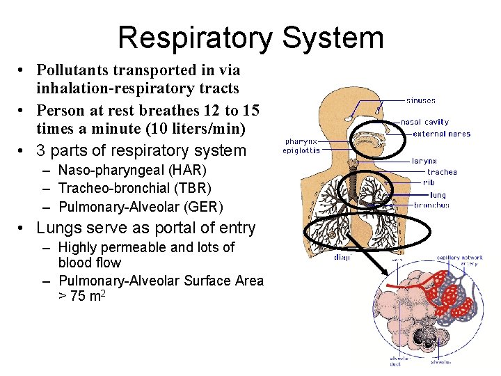 Respiratory System • Pollutants transported in via inhalation-respiratory tracts • Person at rest breathes