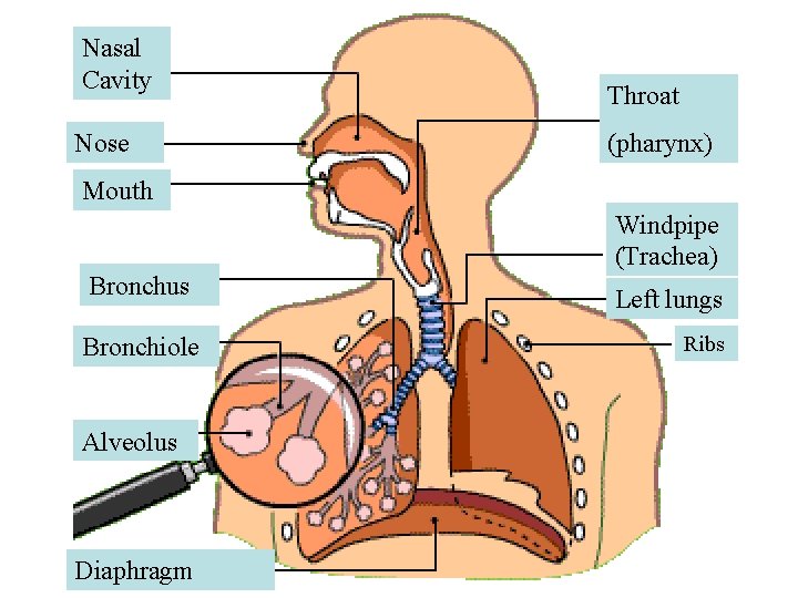 Nasal Cavity Nose Throat (pharynx) Mouth Bronchus Bronchiole Alveolus Diaphragm Windpipe (Trachea) Left lungs