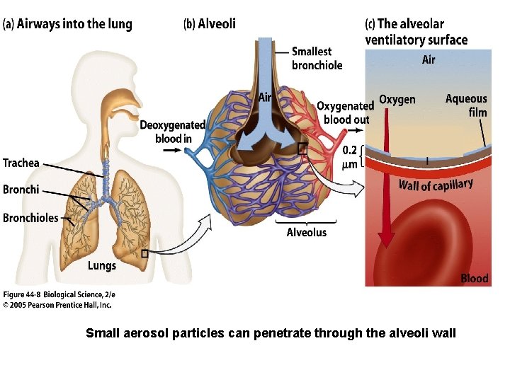 Small aerosol particles can penetrate through the alveoli wall 