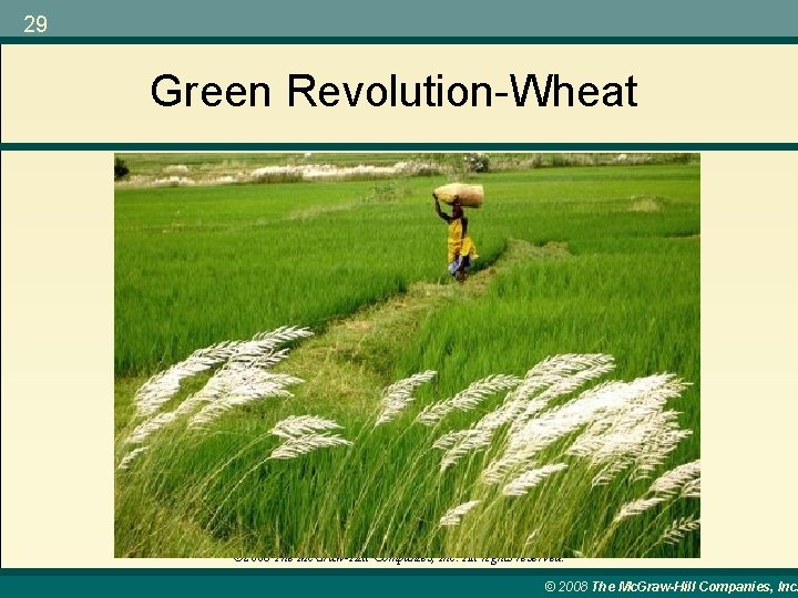 29 Green Revolution-Wheat © 2008 The Mc. Graw-Hill Companies, Inc. All rights reserved. ©