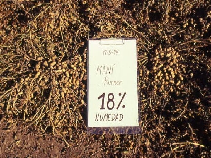 CONTROL DE CALIDAD EN LA PRODUCCIN DE SEMILLA