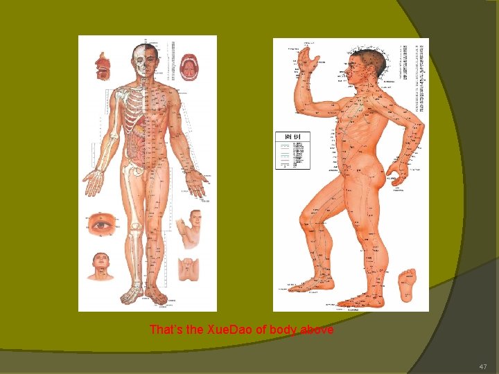 That’s the Xue. Dao of body above 47 That’s the Xue. Dao of body above 47