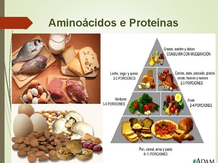 Aminoácidos e Proteínas 