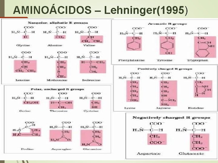 AMINOÁCIDOS – Lehninger(1995) 