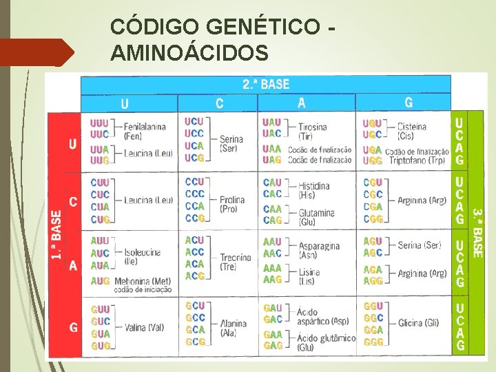 CÓDIGO GENÉTICO AMINOÁCIDOS 