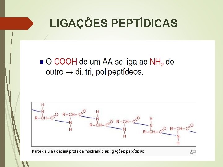 LIGAÇÕES PEPTÍDICAS 