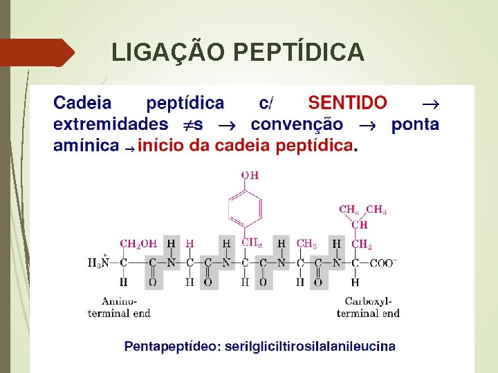 LIGAÇÃO PEPTÍDICA 