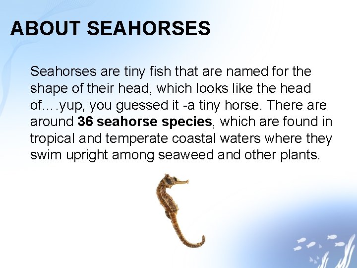 ABOUT SEAHORSES Seahorses are tiny fish that are named for the shape of their