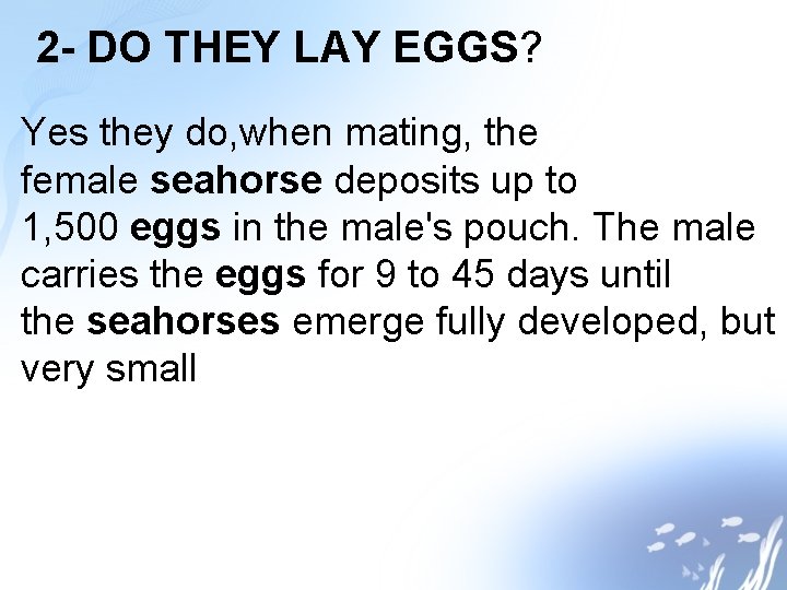 2 - DO THEY LAY EGGS? Yes they do, when mating, the female seahorse