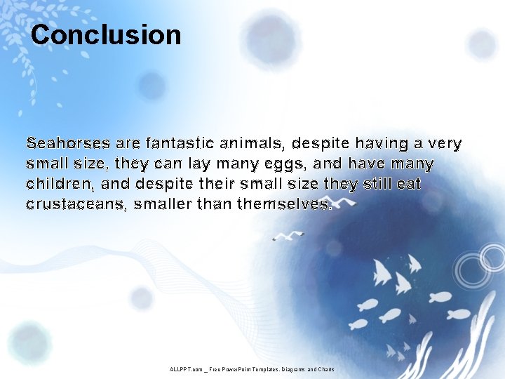 Conclusion Seahorses are fantastic animals, despite having a very small size, they can lay