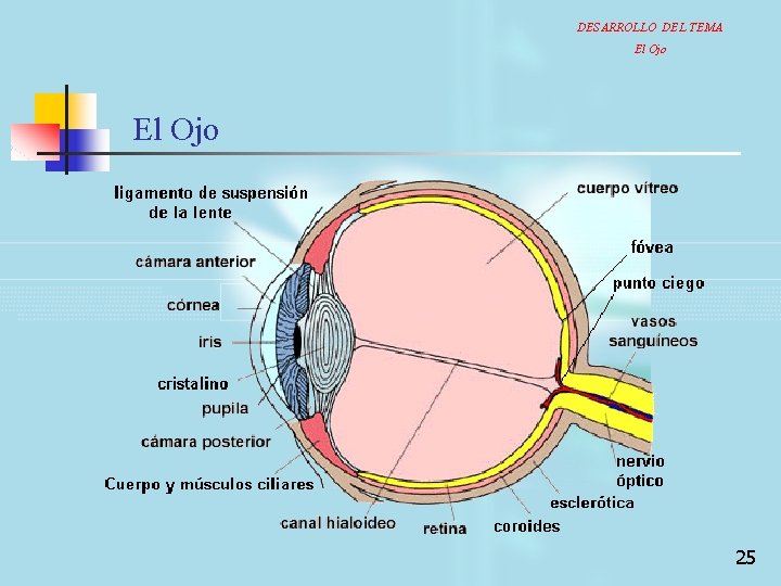 DESARROLLO DEL TEMA El Ojo 25 