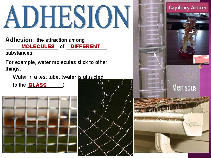 Capillary Action Adhesion: the attraction among _________ MOLECULES of _______ DIFFERENT substances. For example,