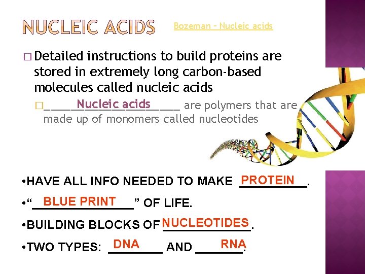 Bozeman – Nucleic acids � Detailed instructions to build proteins are stored in extremely