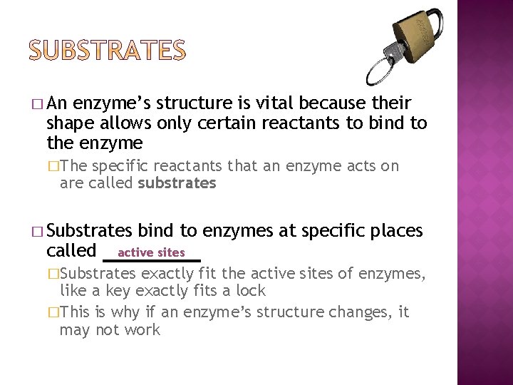 � An enzyme’s structure is vital because their shape allows only certain reactants to