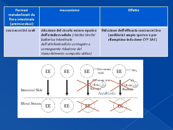 Farmaci metabolizzati da flora intestinale (antimicrobici) contraccettivi orali meccanismo riduzione del circolo entero-epatico dell’etinilestradiolo Farmaci metabolizzati da flora intestinale (antimicrobici) contraccettivi orali meccanismo riduzione del circolo entero-epatico dell’etinilestradiolo