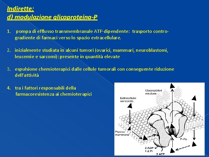 Indirette: d) modulazione glicoproteina-P 1. pompa di efflusso transmembranale ATP-dipendente: trasporto controgradiente di farmaci Indirette: d) modulazione glicoproteina-P 1. pompa di efflusso transmembranale ATP-dipendente: trasporto controgradiente di farmaci