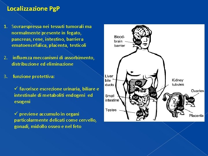 Localizzazione Pg. P 1. Sovraespressa nei tessuti tumorali ma normalmente presente in fegato, pancreas, Localizzazione Pg. P 1. Sovraespressa nei tessuti tumorali ma normalmente presente in fegato, pancreas,