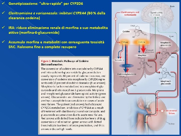 ü Genotipizzazione: “ultra-rapido” per CYP 2 D 6 ü Claritromicina e voriconazolo: inibitori CYP ü Genotipizzazione: “ultra-rapido” per CYP 2 D 6 ü Claritromicina e voriconazolo: inibitori CYP