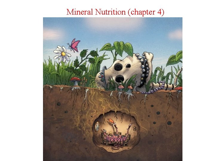 Mineral Nutrition (chapter 4) 