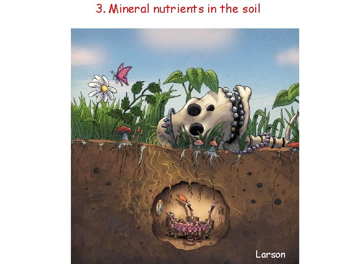 3. Mineral nutrients in the soil Larson 
