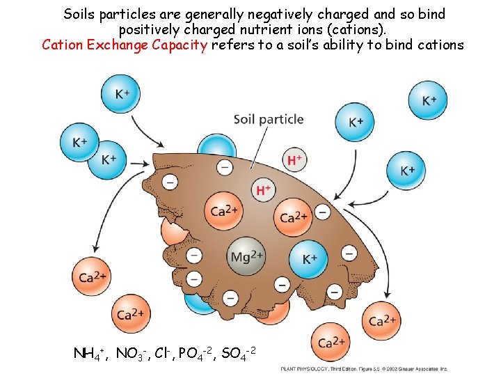 Soils particles are generally negatively charged and so bind positively charged nutrient ions (cations).