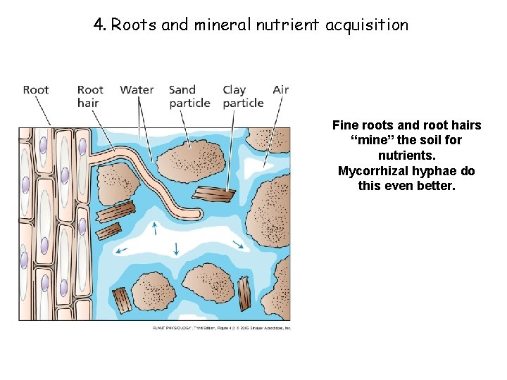 4. Roots and mineral nutrient acquisition Fine roots and root hairs “mine” the soil