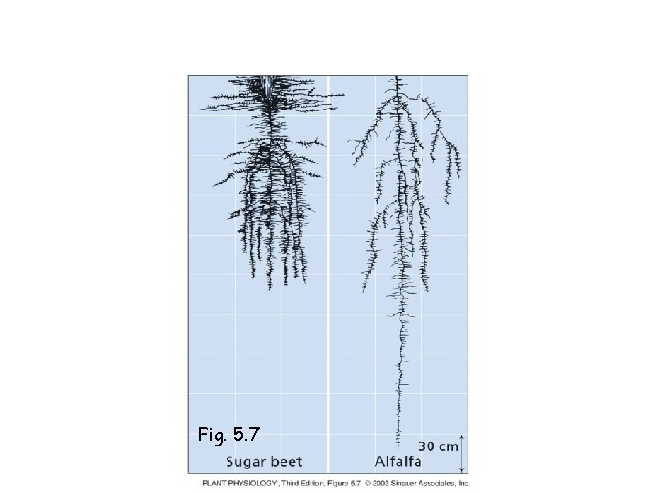 Fig. 5. 7 