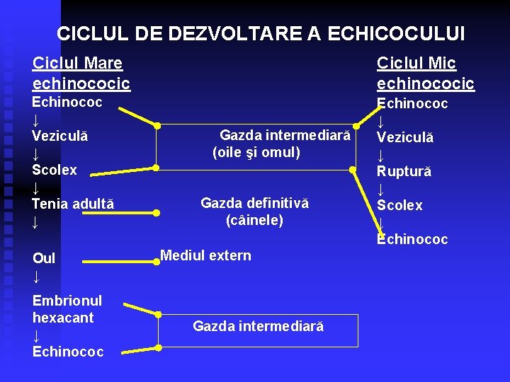 CICLUL DE DEZVOLTARE A ECHICOCULUI Ciclul Mare echinococic Ciclul Mic echinococic Echinococ ↓ Veziculă