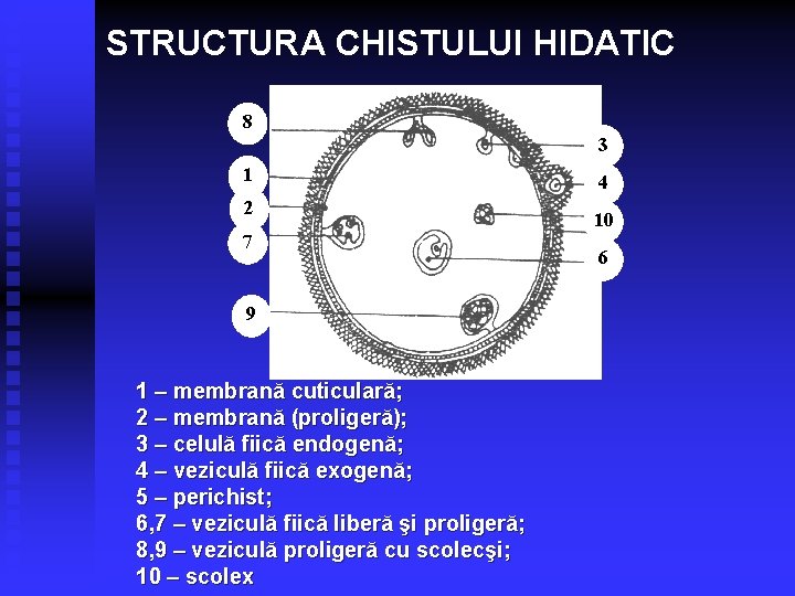 STRUCTURA CHISTULUI HIDATIC 8 3 1 4 2 10 7 9 1 – membrană