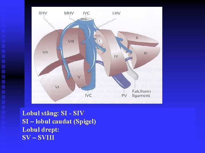 Lobul stâng: SI - SIV SI – lobul caudat (Spigel) Lobul drept: SV –