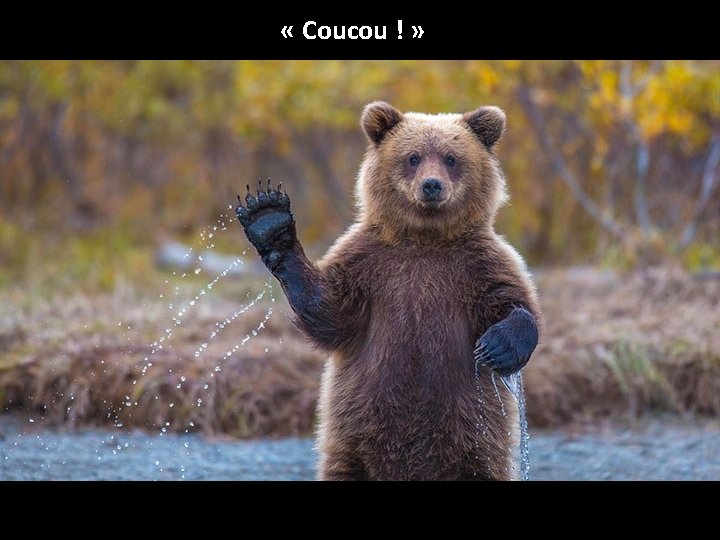  « Coucou ! » 