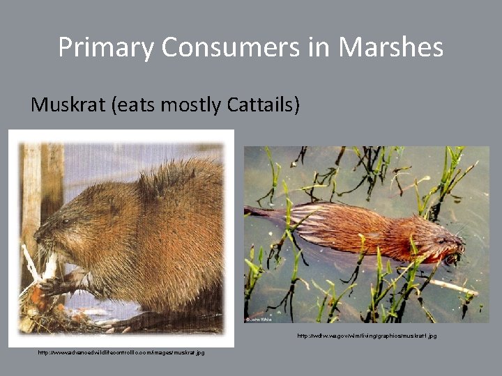 Primary Consumers in Marshes Muskrat (eats mostly Cattails) http: //wdfw. wa. gov/wlm/living/graphics/muskrat 1. jpg