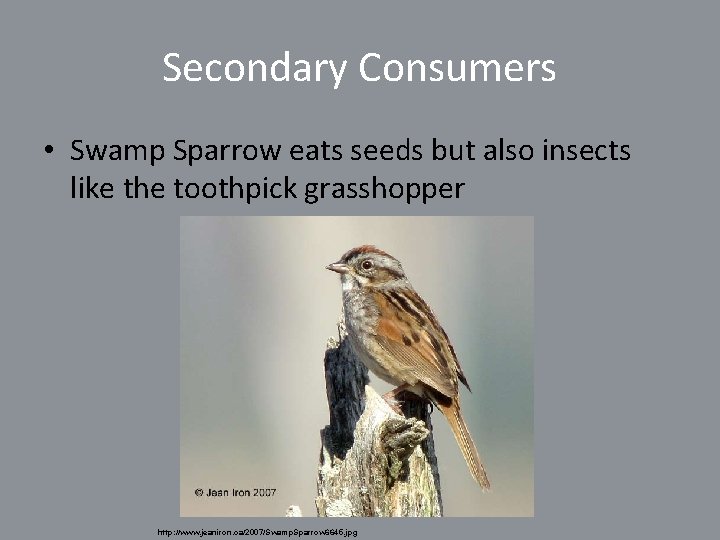 Secondary Consumers • Swamp Sparrow eats seeds but also insects like the toothpick grasshopper